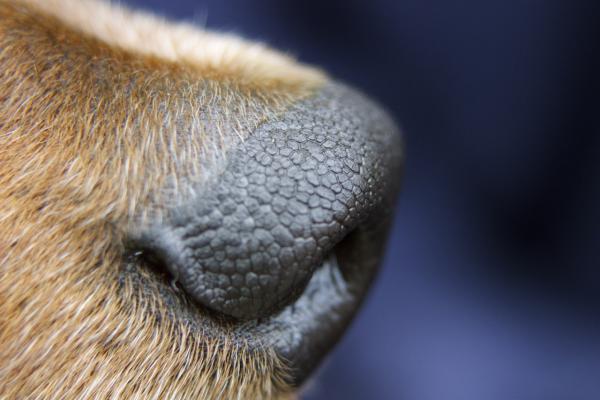 Einzigartig - kein Hund identisch!!!