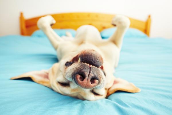Träumen Hunde wirklich?