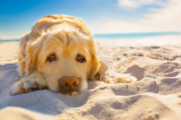 Warum schwitzen Hunde nicht?