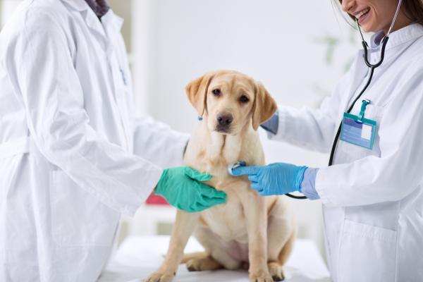 OP Versicherung für Hunde - und ob es Sinn macht!