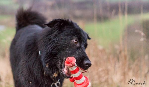 Hundespielzeug - welches sollte man nehmen?