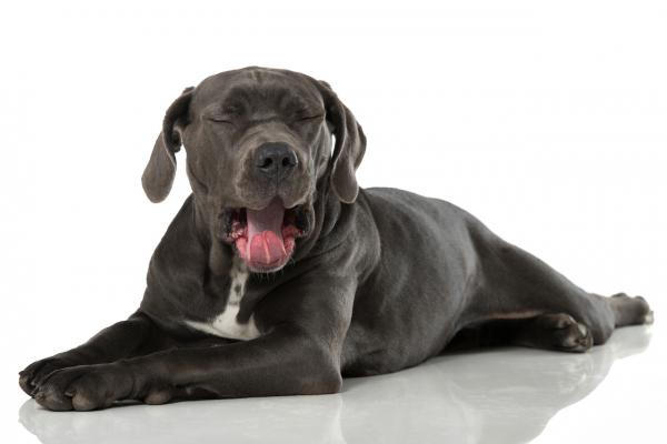 Warum gähnen unsere Hunde?