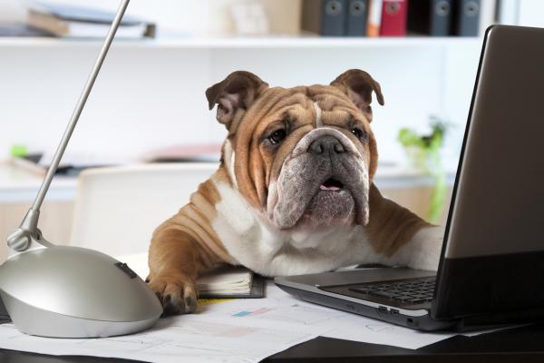 Der treue Freund am Arbeitsplatz – Kollege Hund