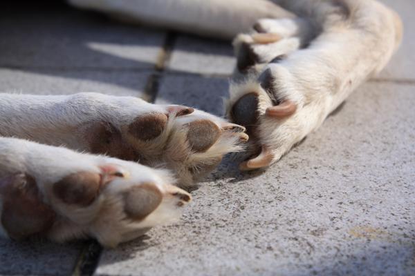 Pfotenpflege beim Hund!