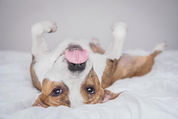 Vorurteile im Zusammenleben von Mensch und Hund