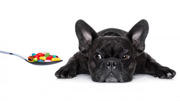 Gefährlicher Irrtum - Menschenmedikamente für Hunde