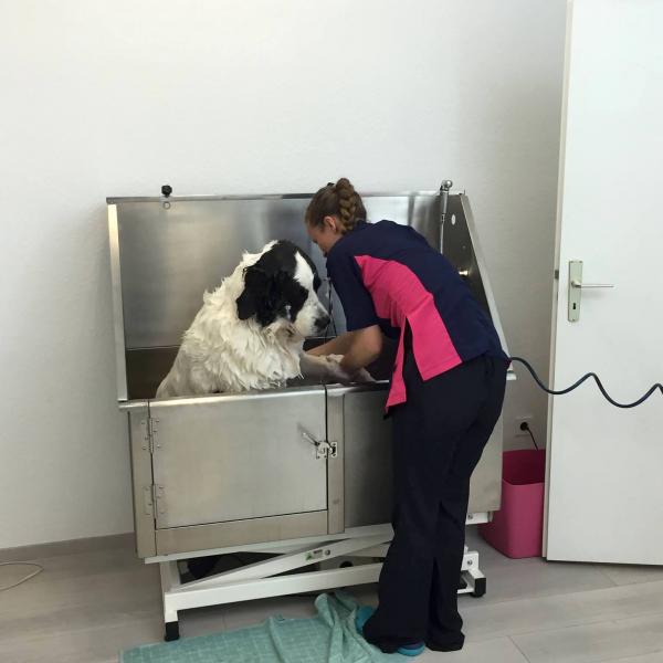 Ab zum Hundefriseur!