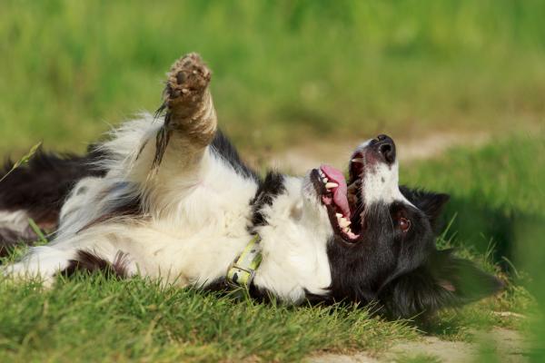 Warum wälzen sich Hunde gerne im Dreck? 
