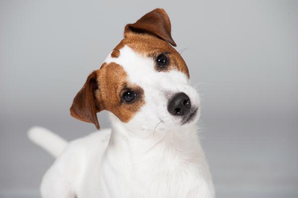 Warum halten Hunde ihren Kopf schief?
