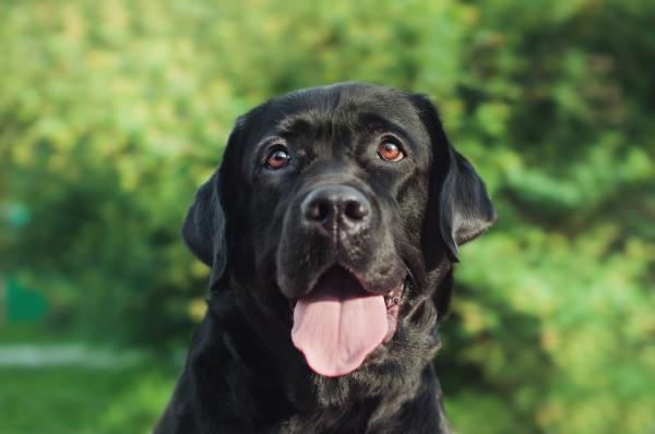 Vorurteile im Zusammenleben von Mensch und Hund - Teil 3