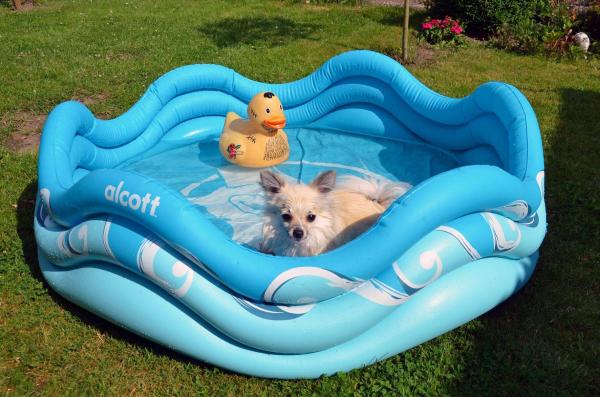 Wasserspaß im Hundepool