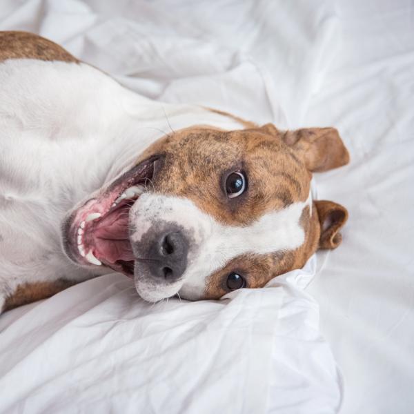 Hunde im Bett - Problem oder nicht?