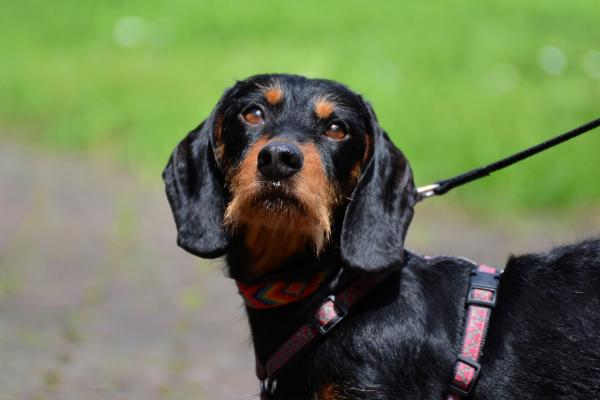 Hundegeschirrkauf - worauf sollte man achten!