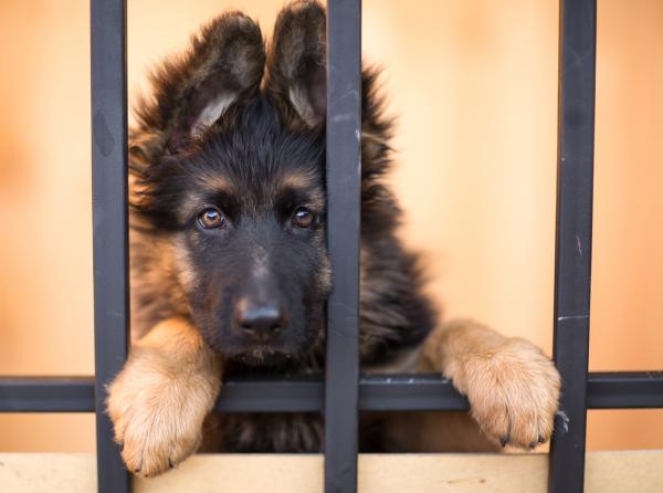 Mindestzaunhöhe für Hunde - Unsere Rechtsanwältin Frau Rakow weiß mehr...