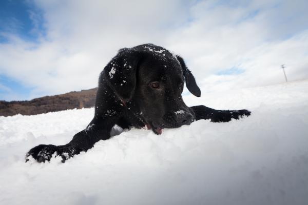 Schneegastritis beim Hund