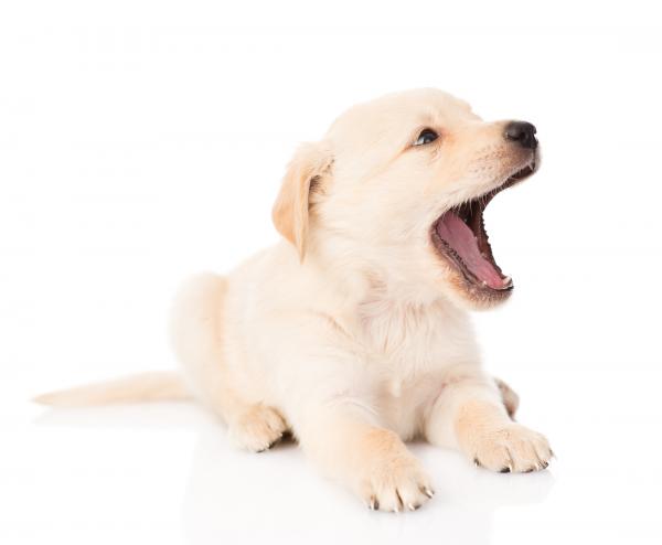 Zahnwechsel beim Hund! Was tun?