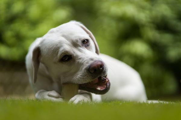 Warum verbuddeln Hunde ihr Fressen?