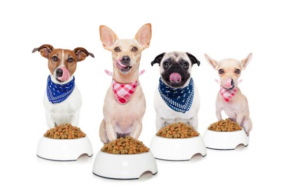 Hundefutter-Inhaltsstoffe: Händler-Eigenmarken im Vergleich