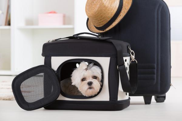 Hunde im Flugzeug - ob und wie?