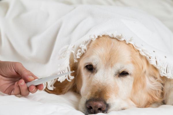 Fieber beim Hund