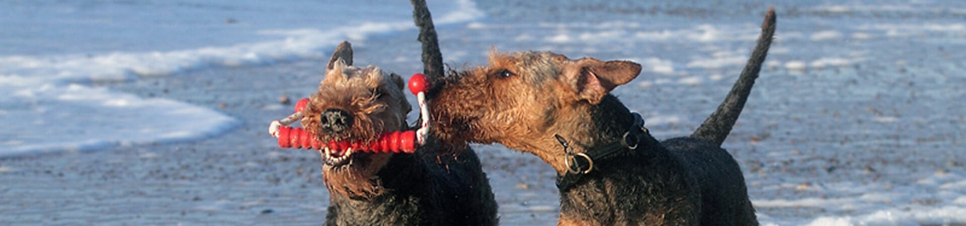 Airedale Terrier