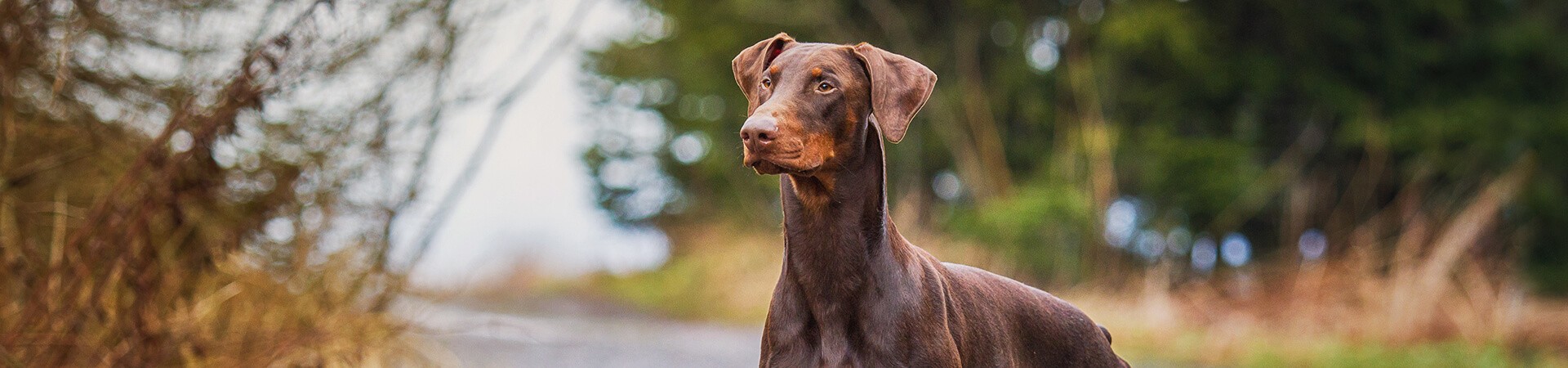 Dobermann