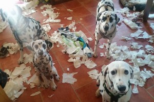 Dalmatiner noch mehr Chaos