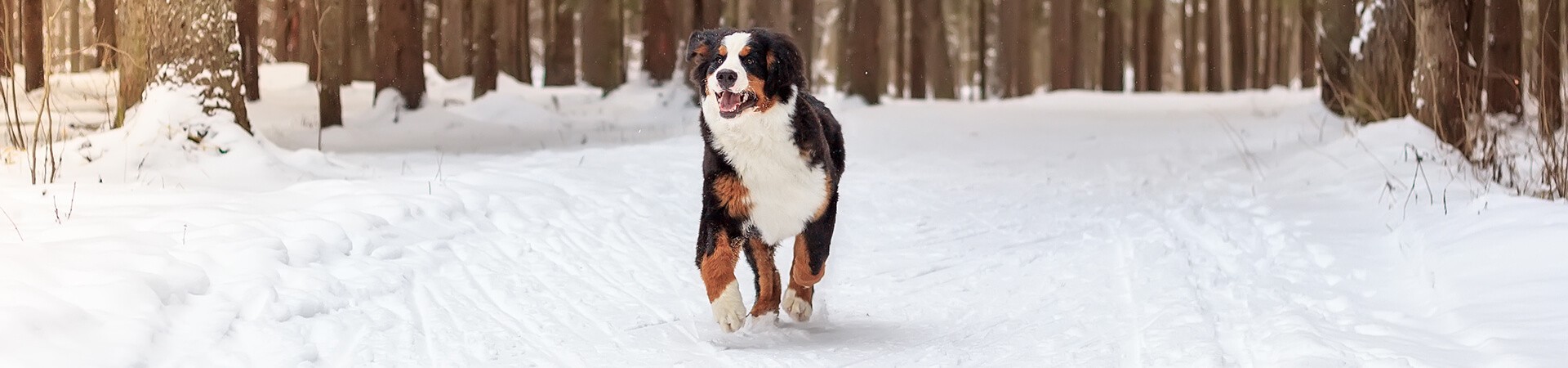 Berner Sennenhund