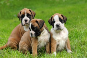 Boxerwelpen