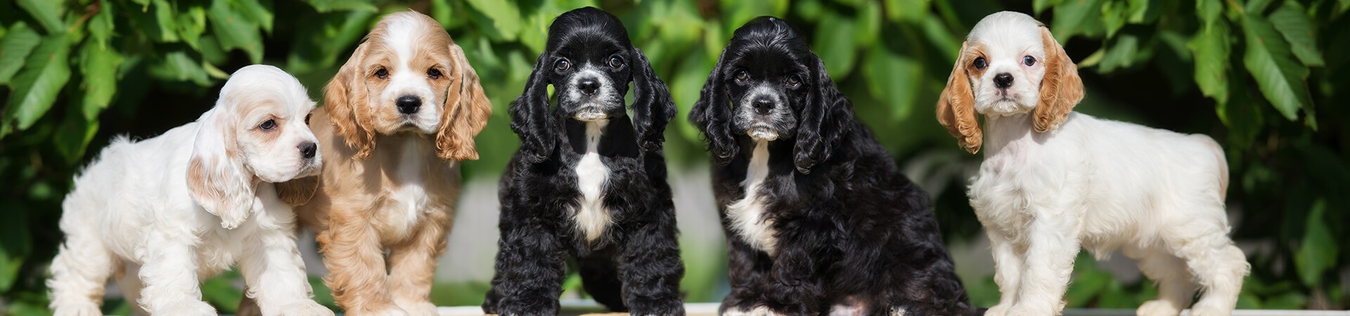 American Cocker Spaniel
