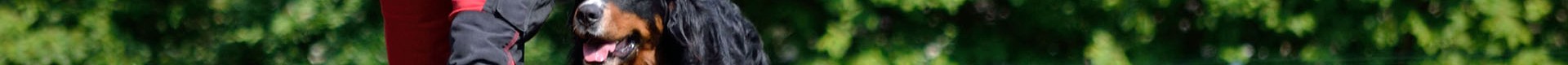 easy going Hundeschule