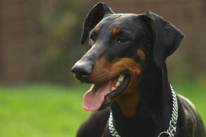 Dobermann 