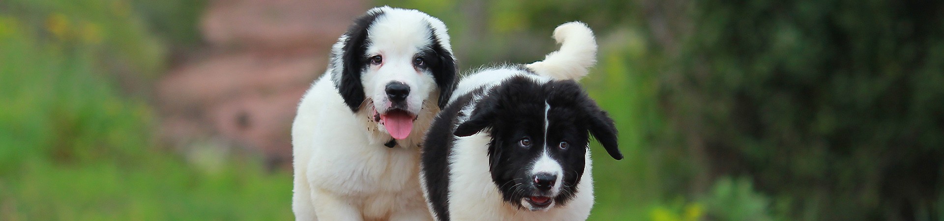 Landseer