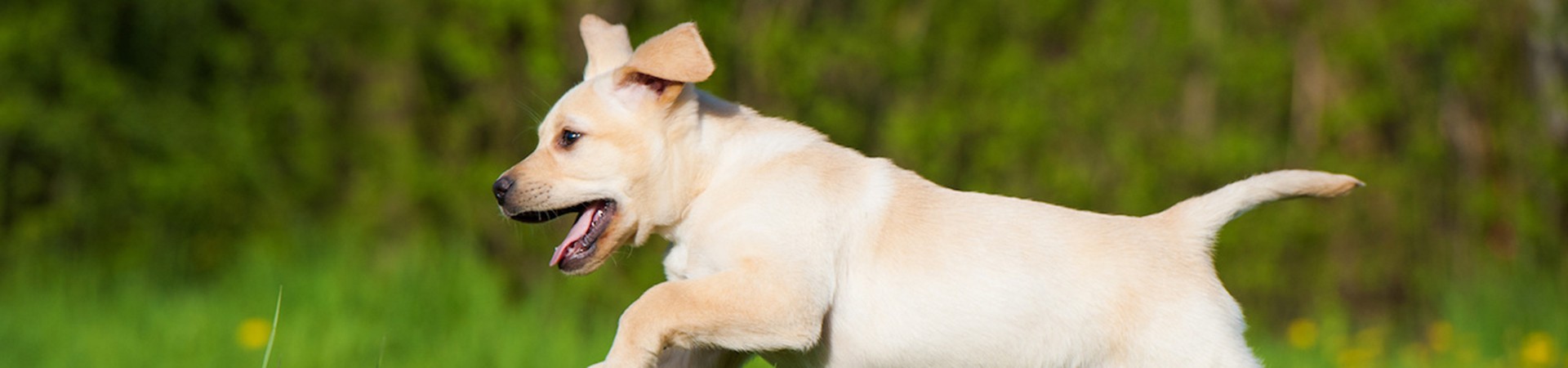 Labrador Retriever