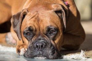 Boxer