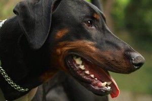 Dobermann Nahaufnahme