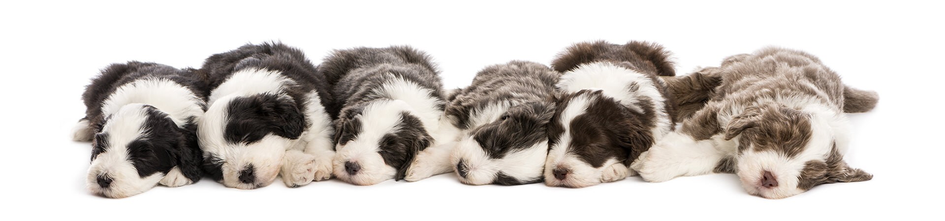 Bearded Collie