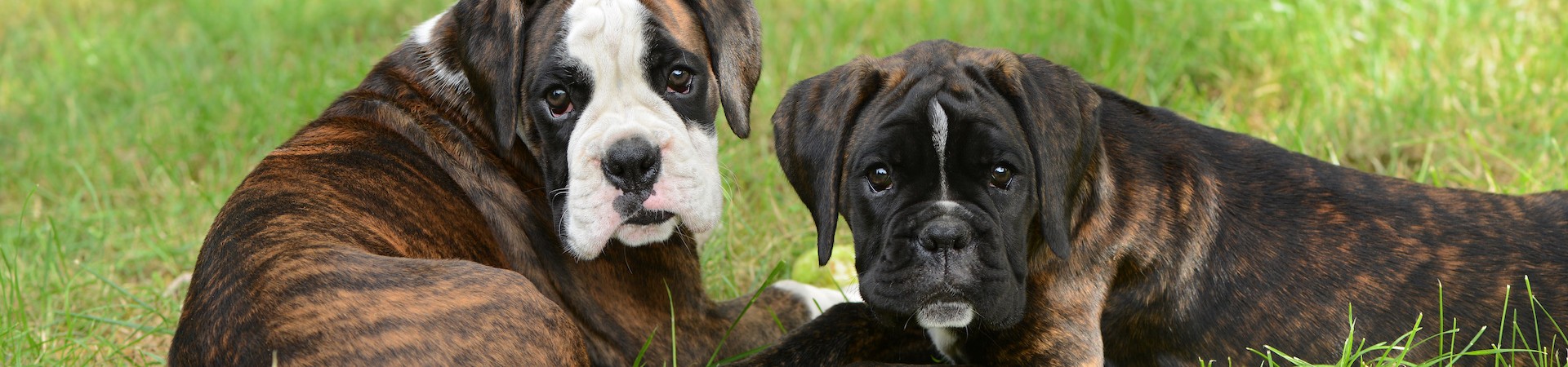 Deutscher Boxer
