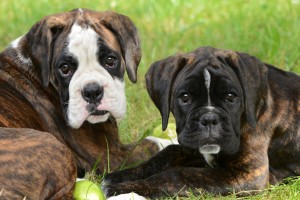 Boxerwelpen