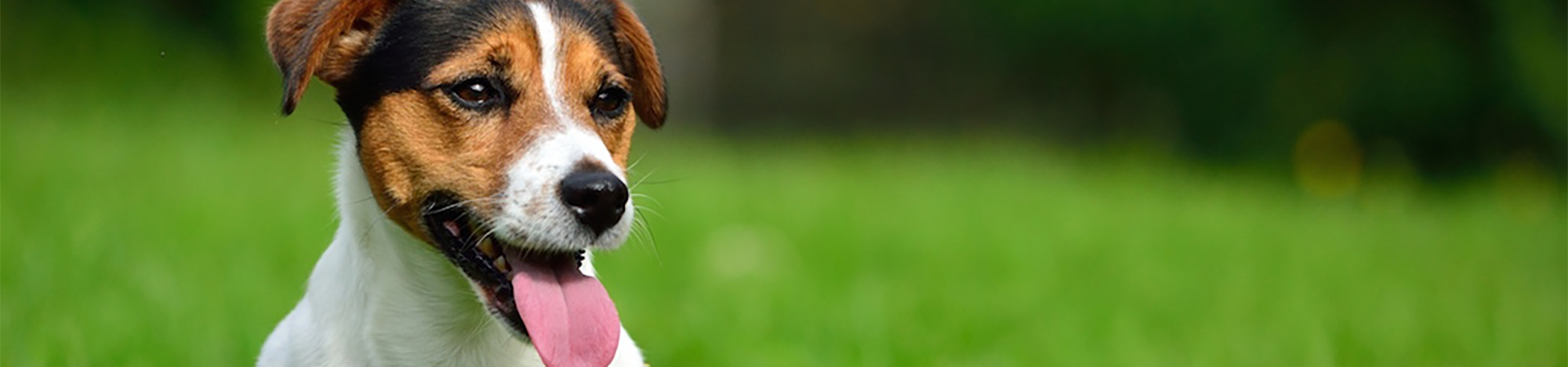 Jack Russell Terrier