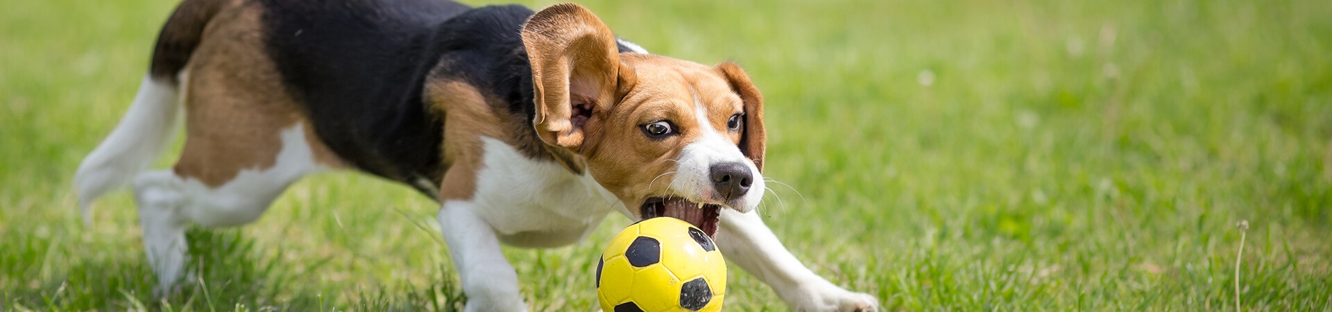 Beagle