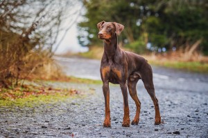 Dobermann braun