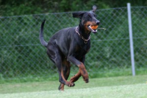 Dobermann im Lauf