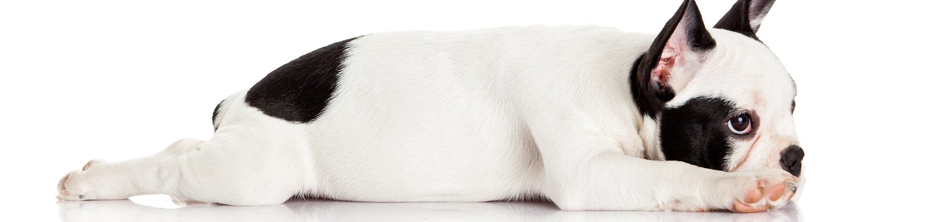 Französische Bulldogge