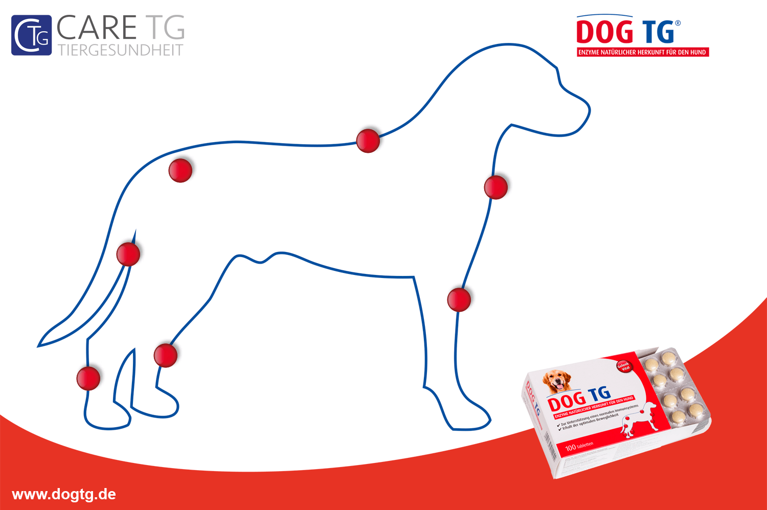 dogtgfoto