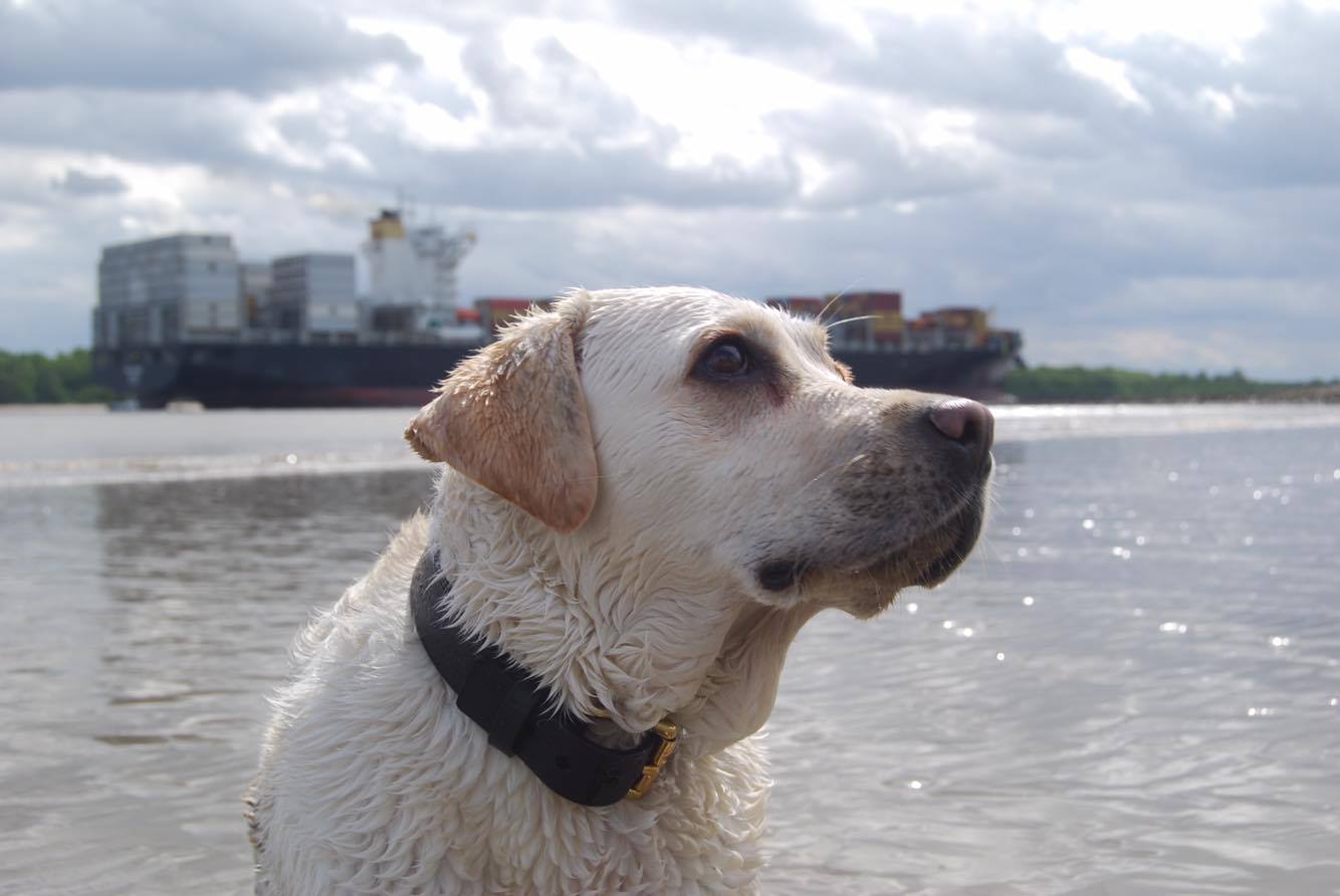 Ruby - Schröders Hund
