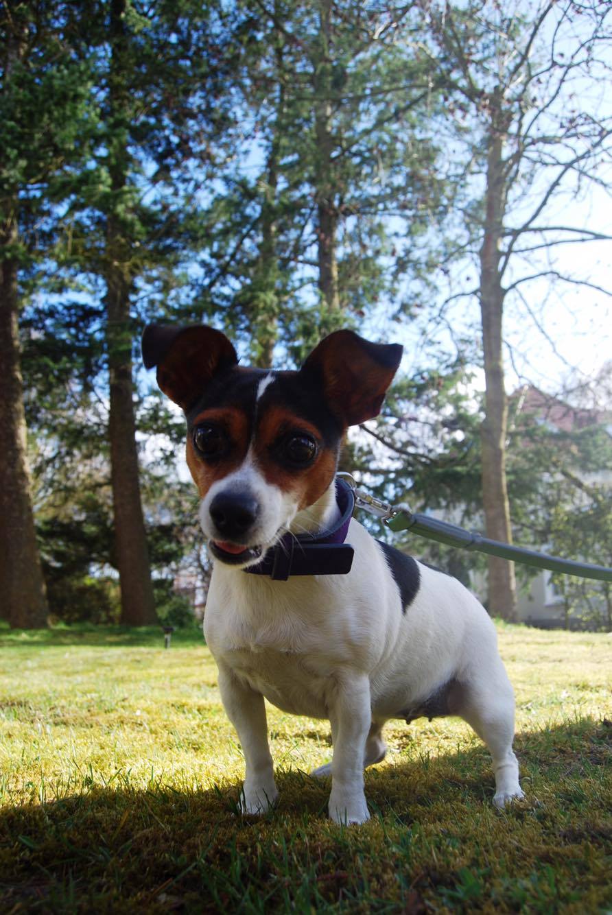 Krümel Schröders Hund
