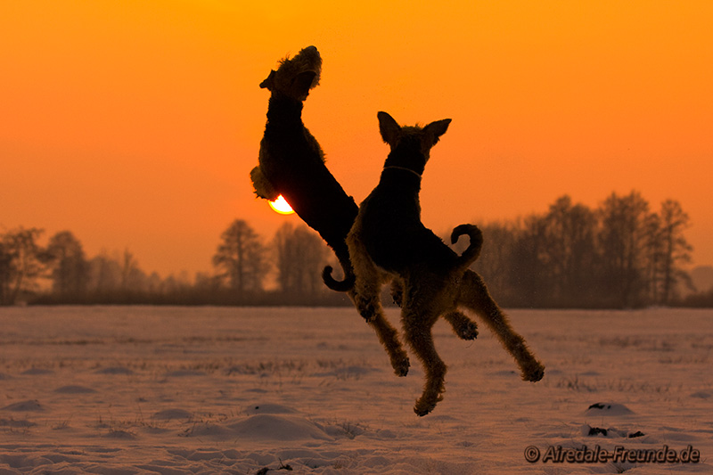 Airedale 8