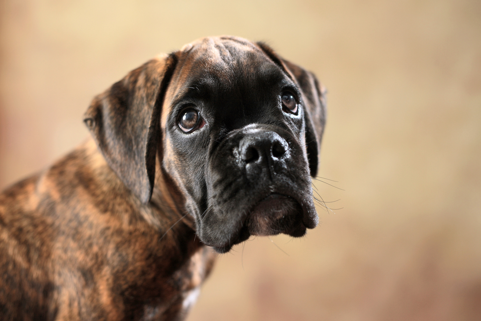 Boxer1
