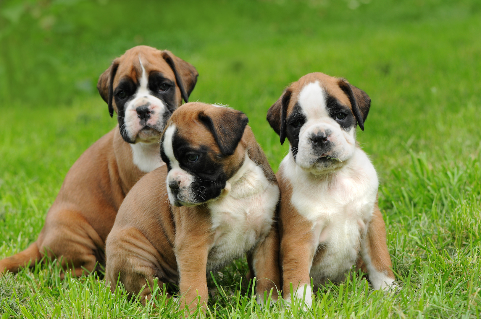Boxer3